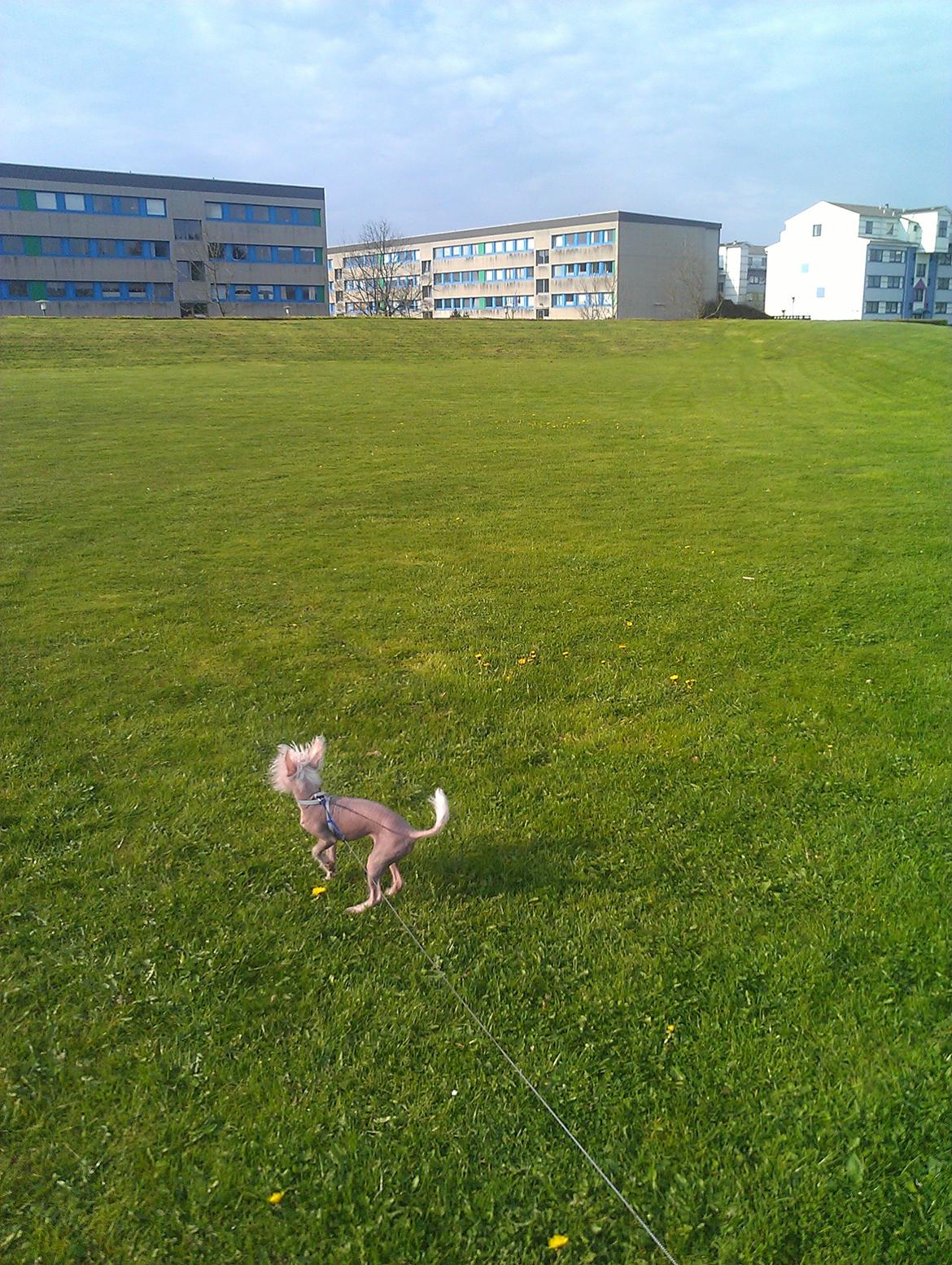 Chinese crested hårløs Felix billede 21