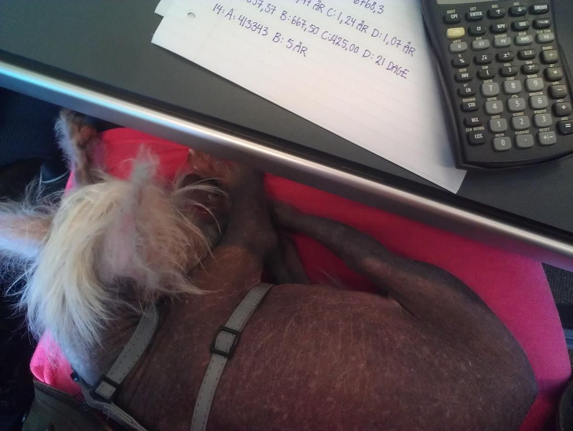 Chinese crested hårløs Felix billede 30