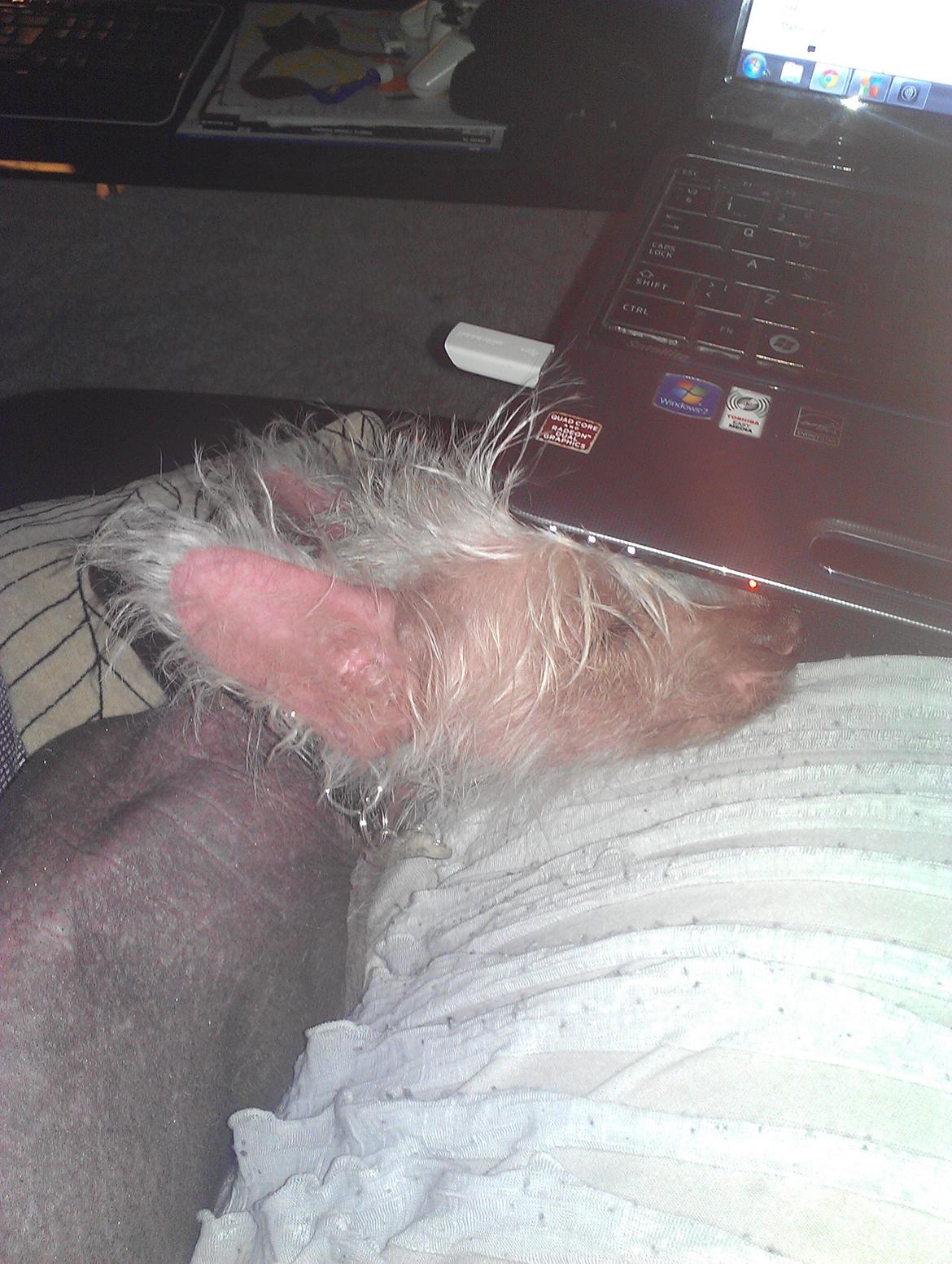 Chinese crested hårløs Felix billede 31