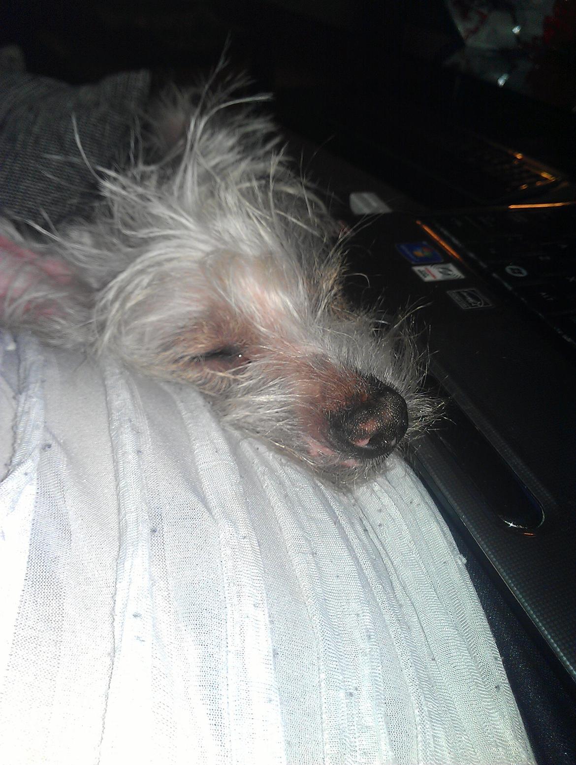 Chinese crested hårløs Felix billede 32