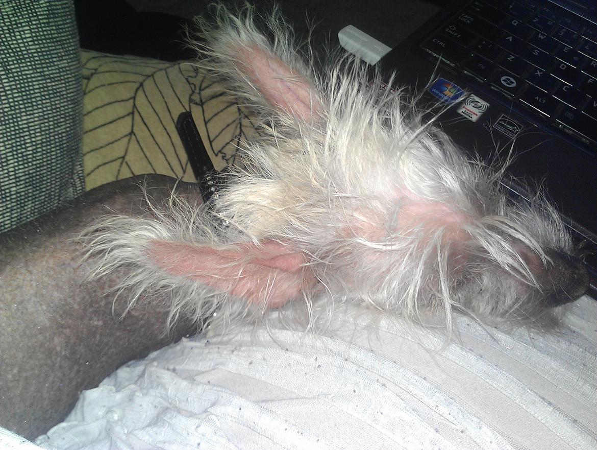 Chinese crested hårløs Felix billede 33