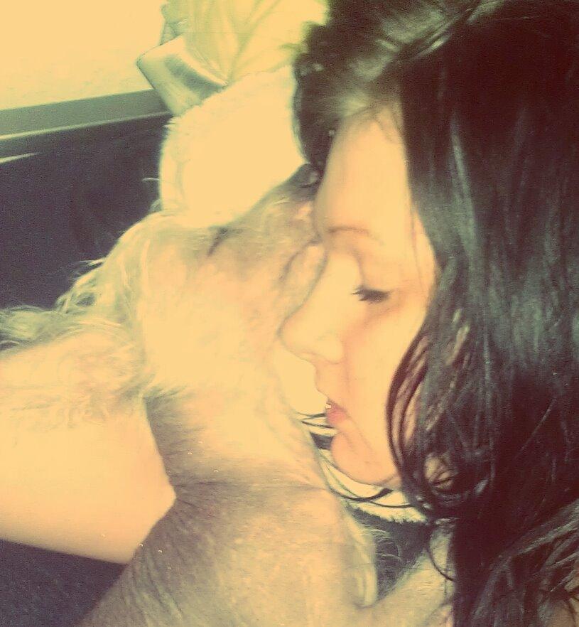 Chinese crested hårløs Felix billede 9