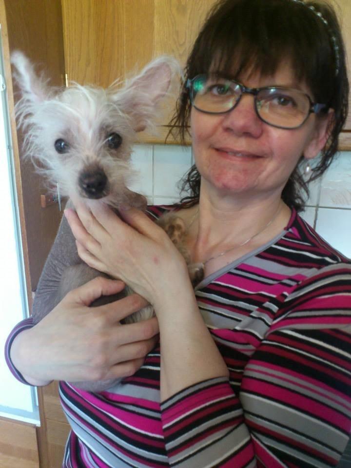 Chinese crested hårløs Felix billede 35