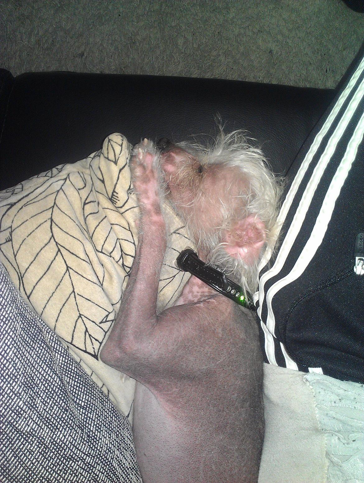 Chinese crested hårløs Felix billede 34