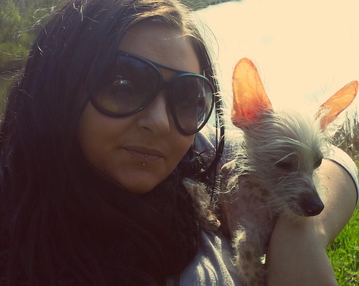 Chinese crested hårløs Felix billede 15