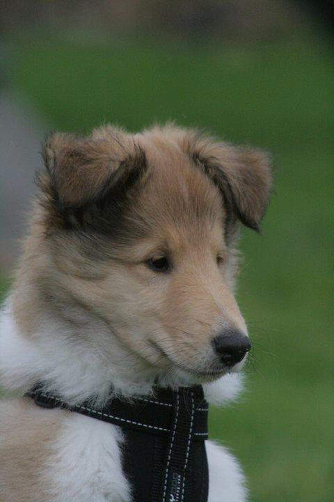 Collie langhåret Lassies American Fellow (Himmelhund) billede 20