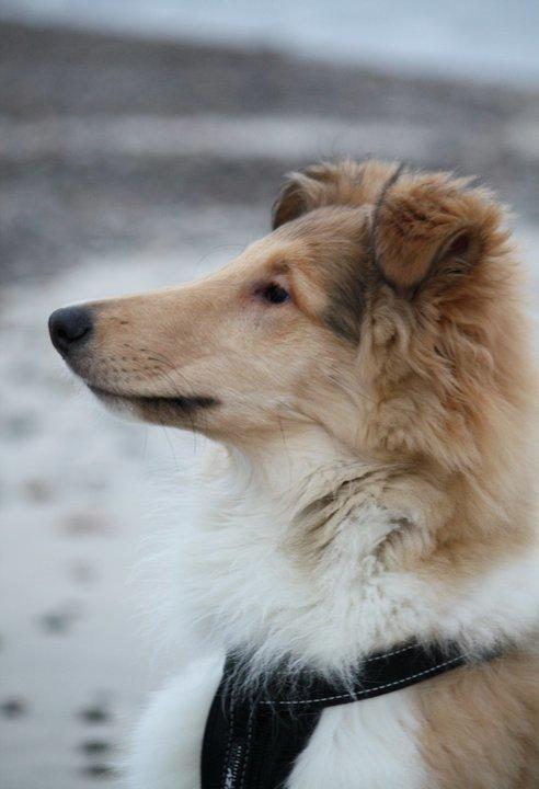 Collie langhåret Lassies American Fellow (Himmelhund) billede 21