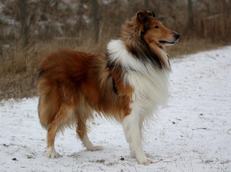 Collie langhåret Lassies American Fellow (Himmelhund) billede 23