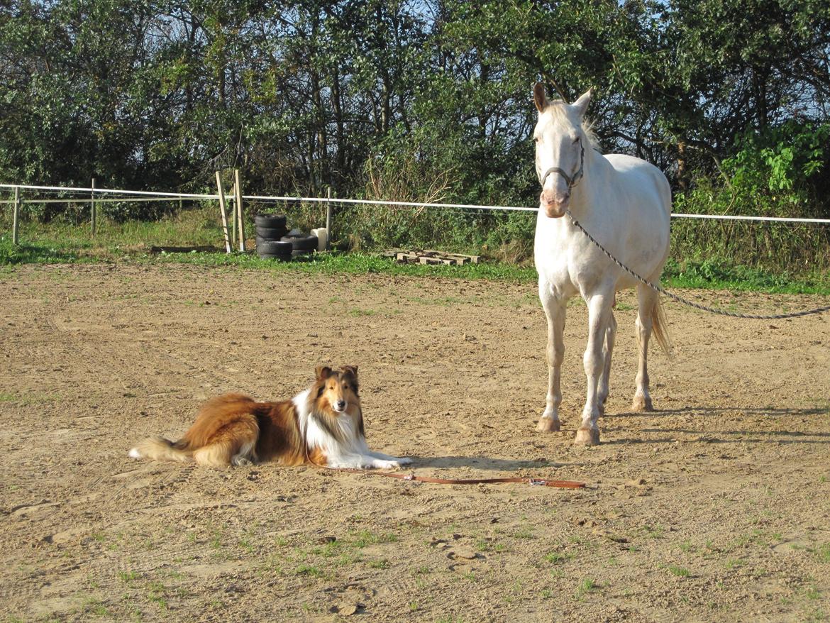 Collie langhåret Lassies American Fellow (Himmelhund) billede 24