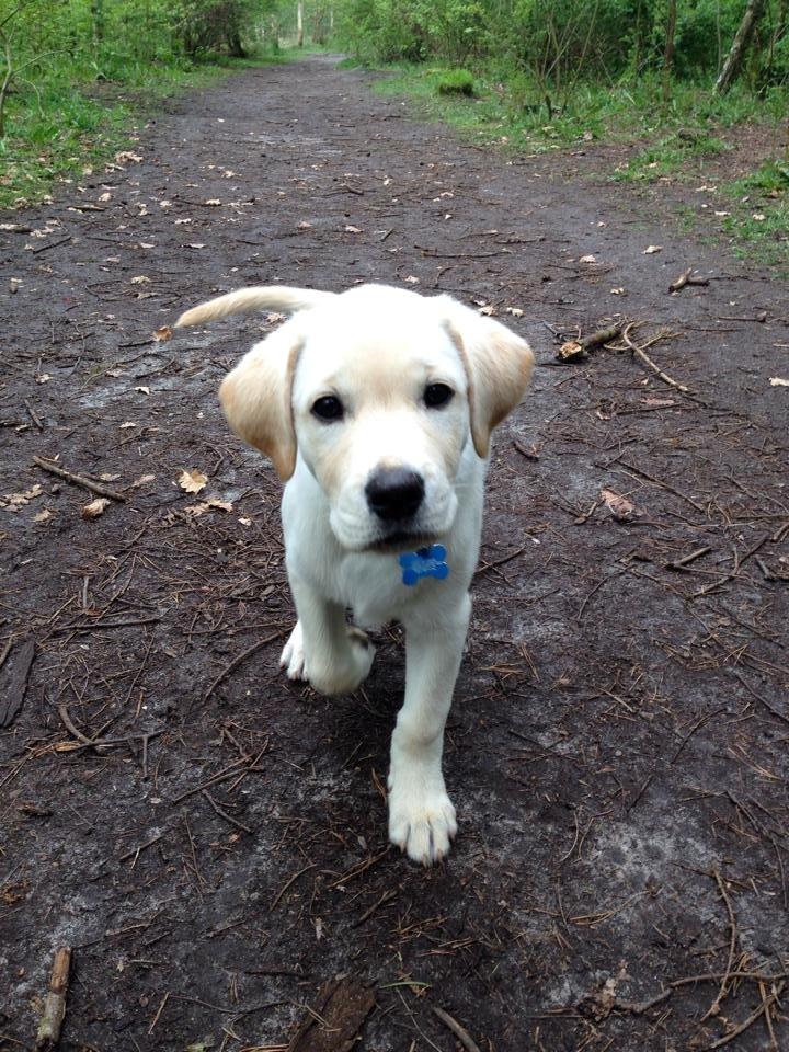 Blanding af racer Simba billede 5