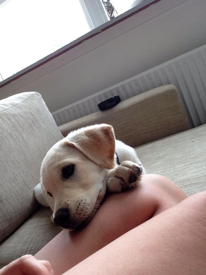 Blanding af racer Simba billede 24