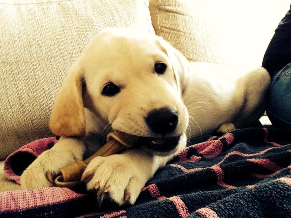 Blanding af racer Simba billede 18