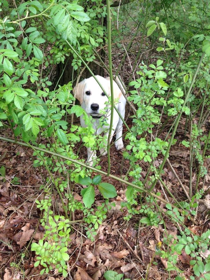 Blanding af racer Simba - Udforsker skoven billede 9