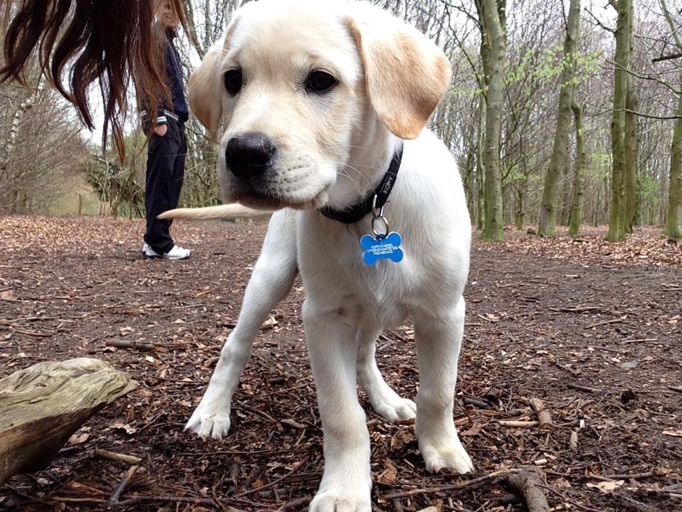 Blanding af racer Simba billede 12