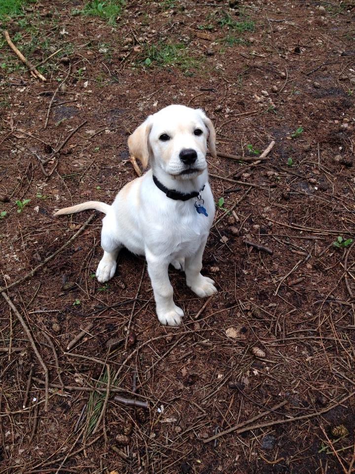 Blanding af racer Simba billede 16