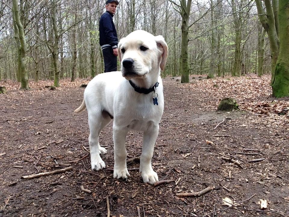 Blanding af racer Simba billede 13