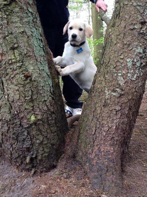 Blanding af racer Simba billede 15