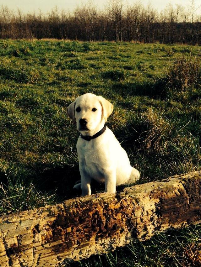 Blanding af racer Simba billede 19