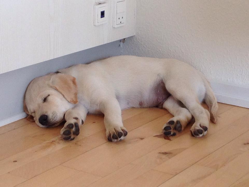 Blanding af racer Simba billede 23