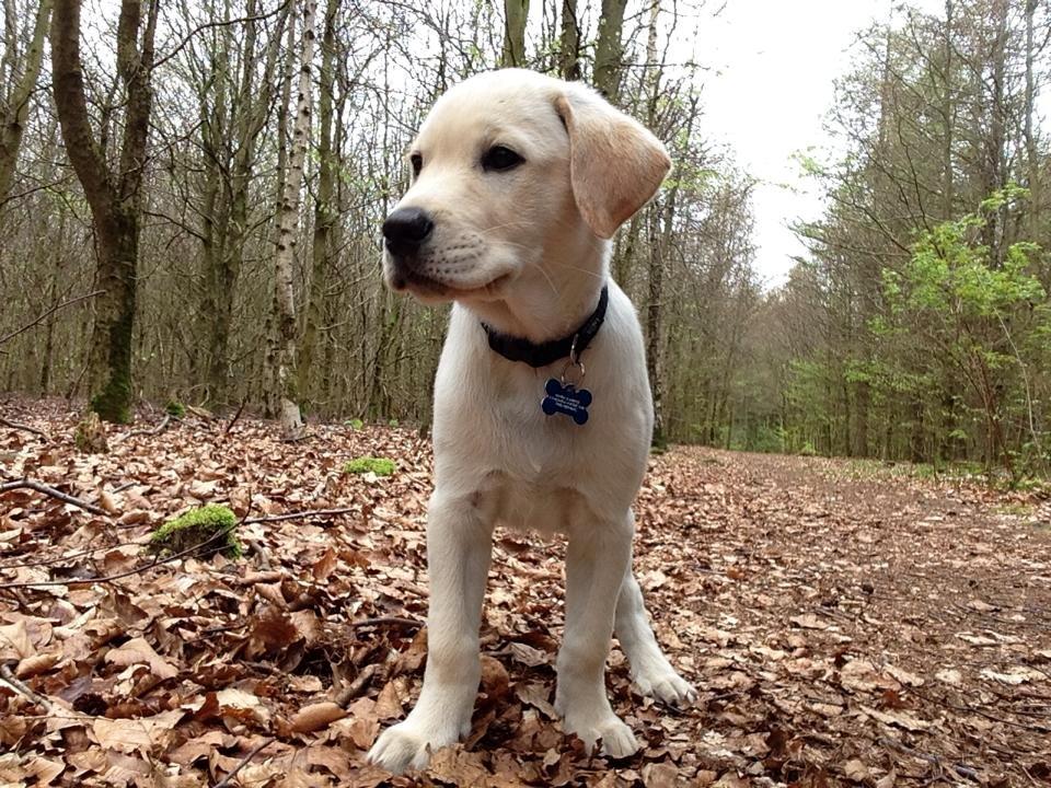 Blanding af racer Simba billede 14