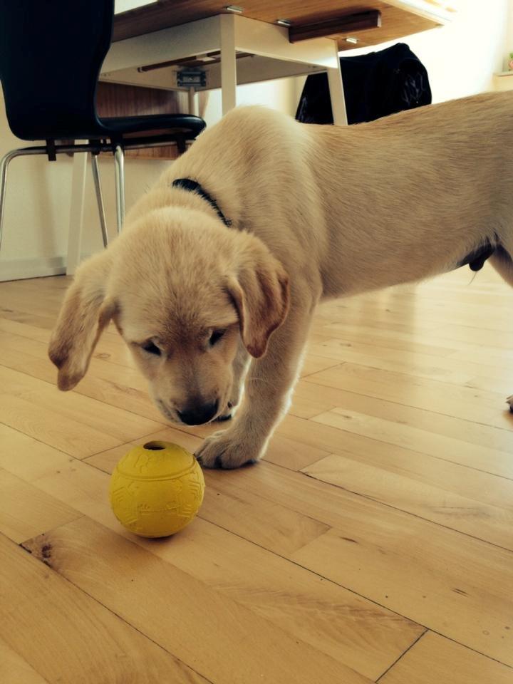 Blanding af racer Simba billede 22