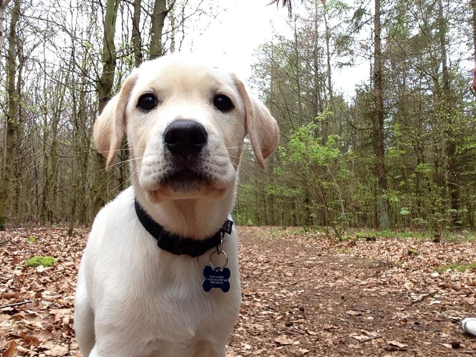 Blanding af racer Simba billede 11