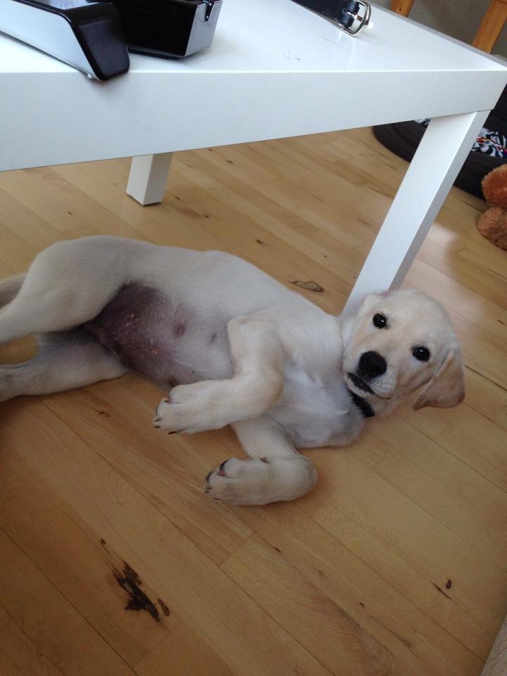 Blanding af racer Simba billede 21