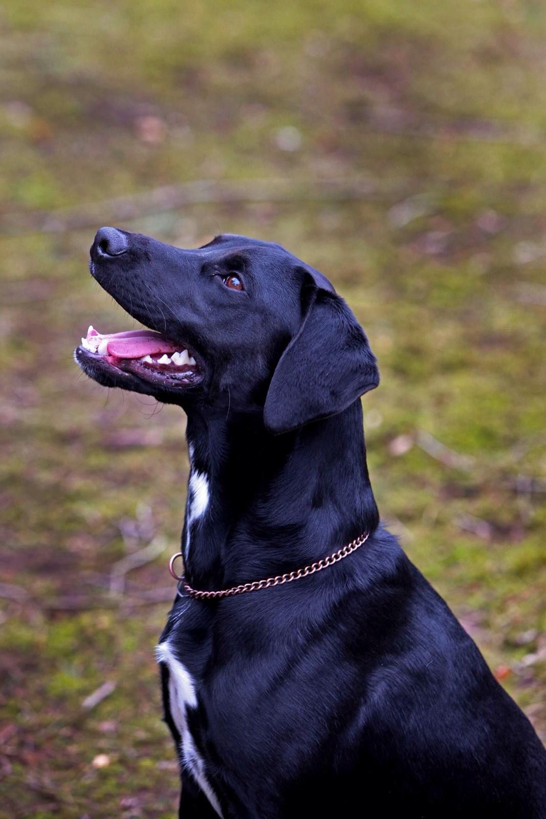 Blanding af racer Koga billede 15