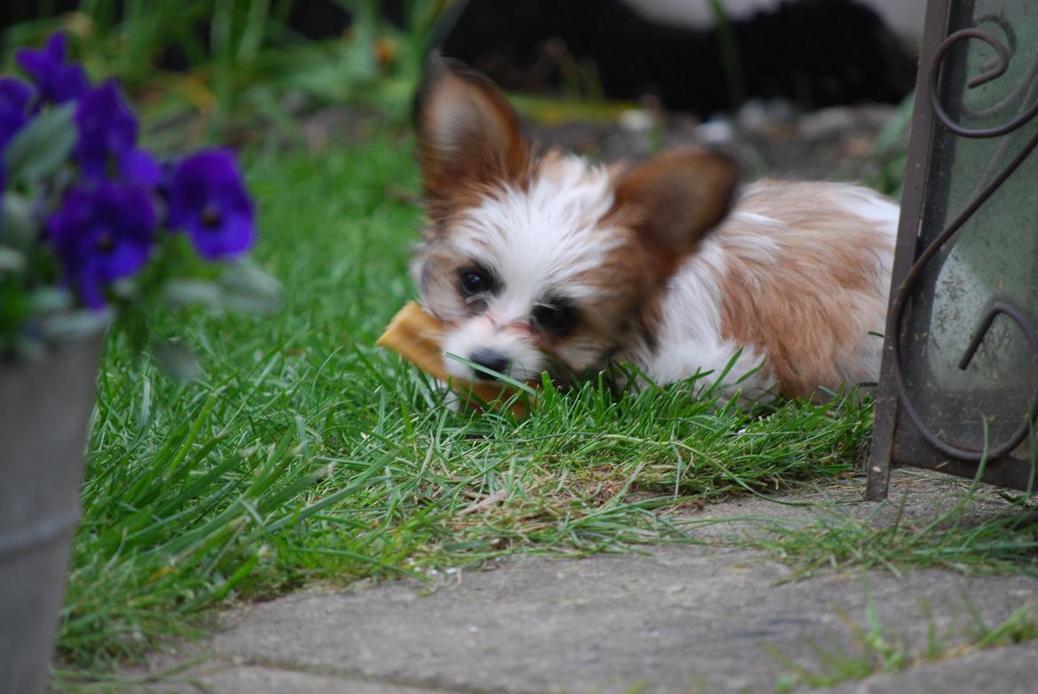 Blanding af racer Bella billede 19