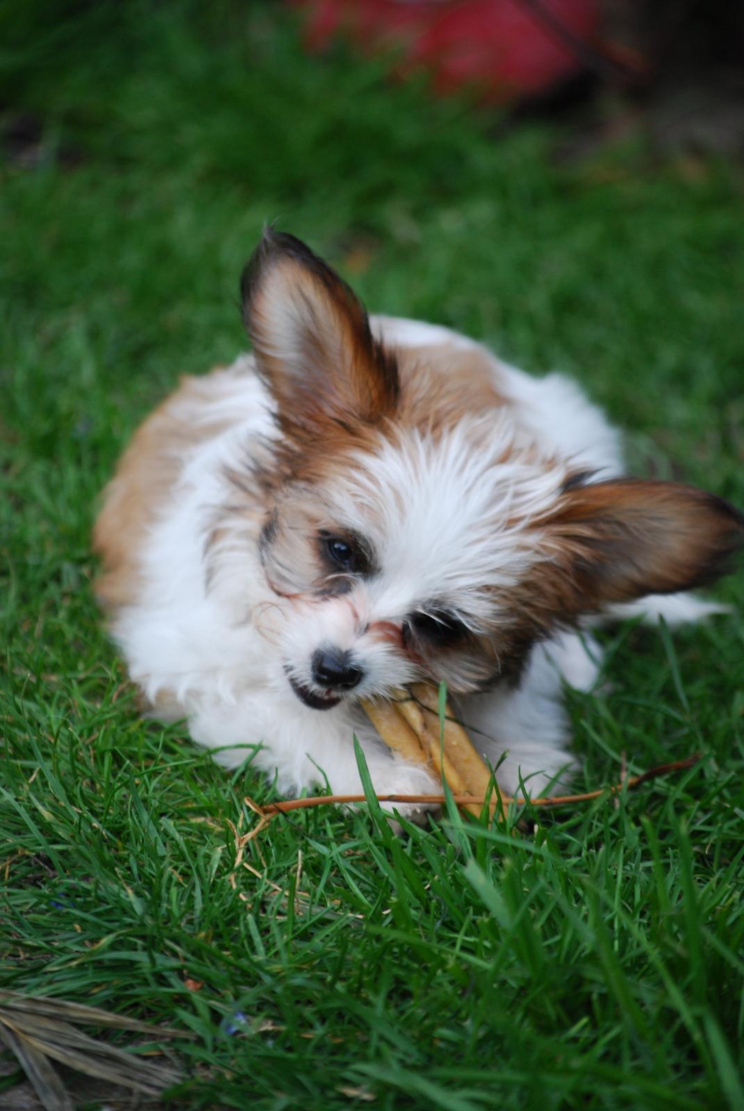 Blanding af racer Bella billede 21