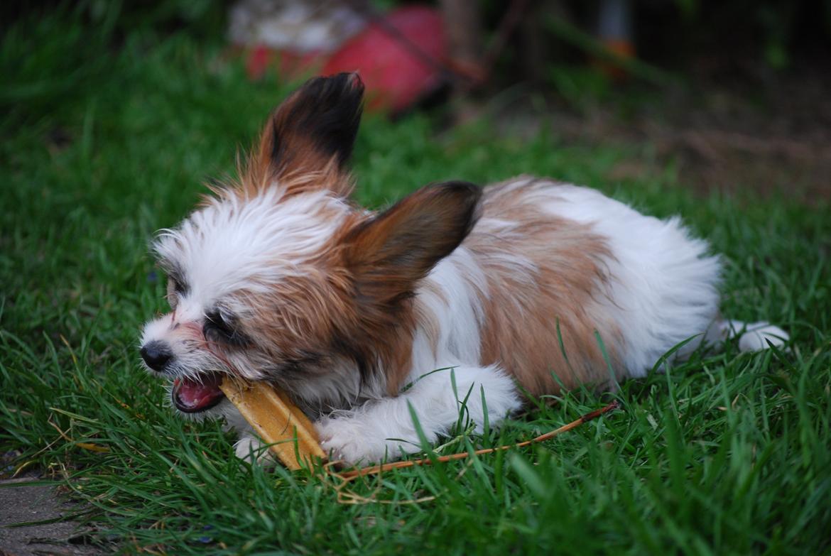 Blanding af racer Bella billede 22