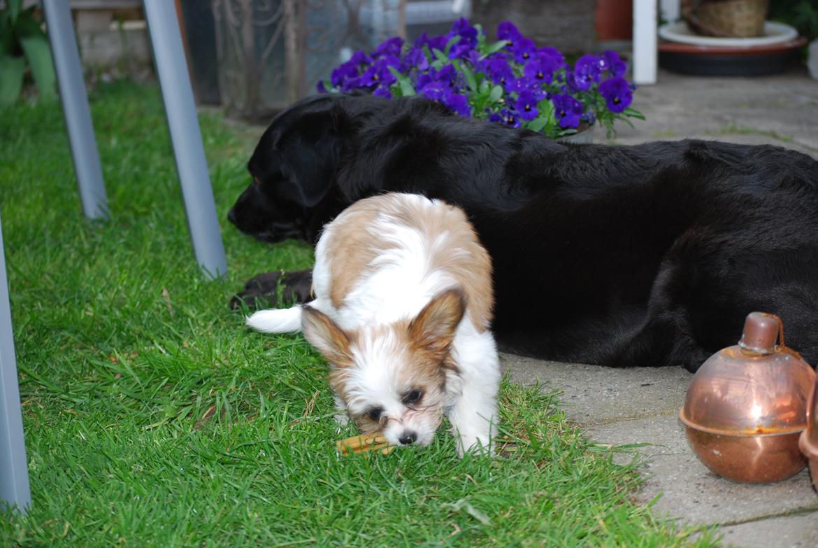 Blanding af racer Bella billede 23