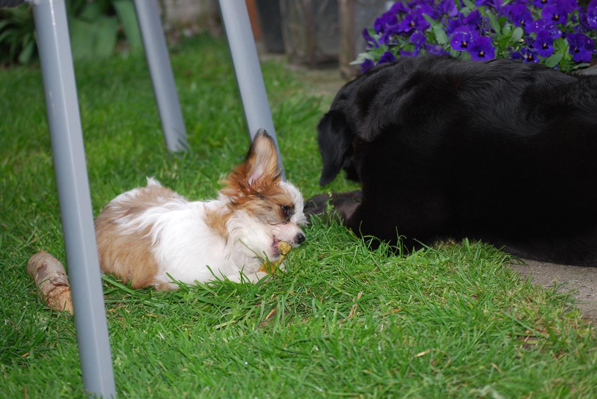 Blanding af racer Bella billede 24