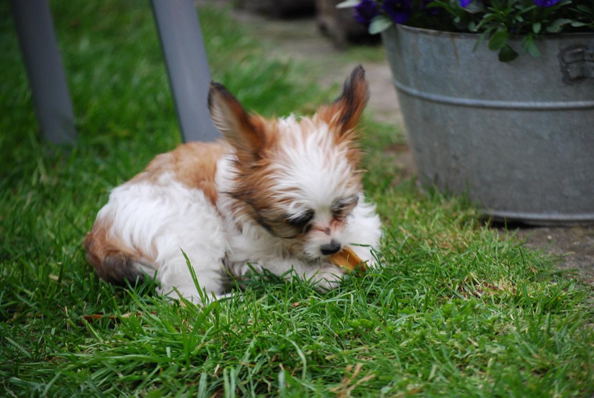 Blanding af racer Bella billede 25