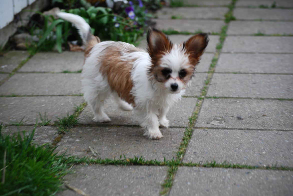 Blanding af racer Bella billede 26