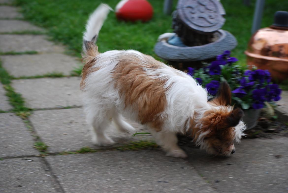 Blanding af racer Bella billede 27