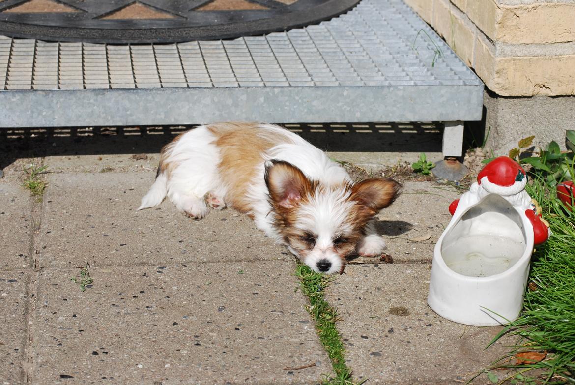 Blanding af racer Bella billede 28