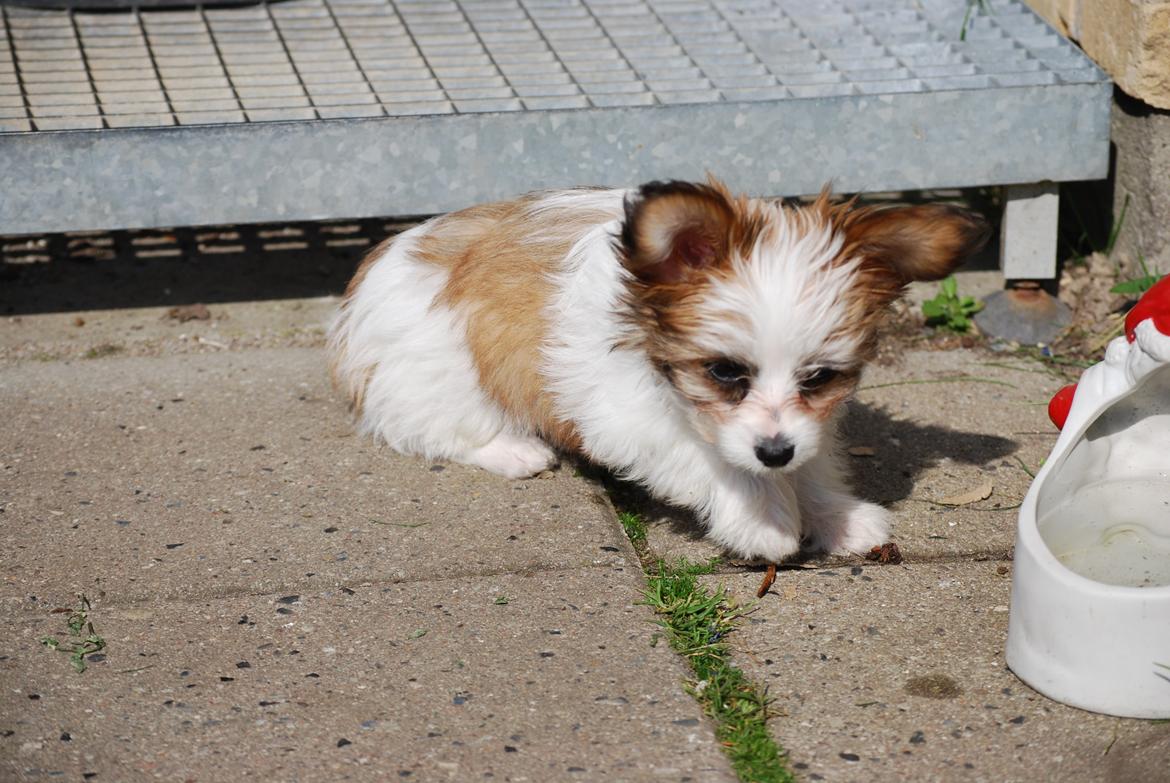 Blanding af racer Bella billede 29