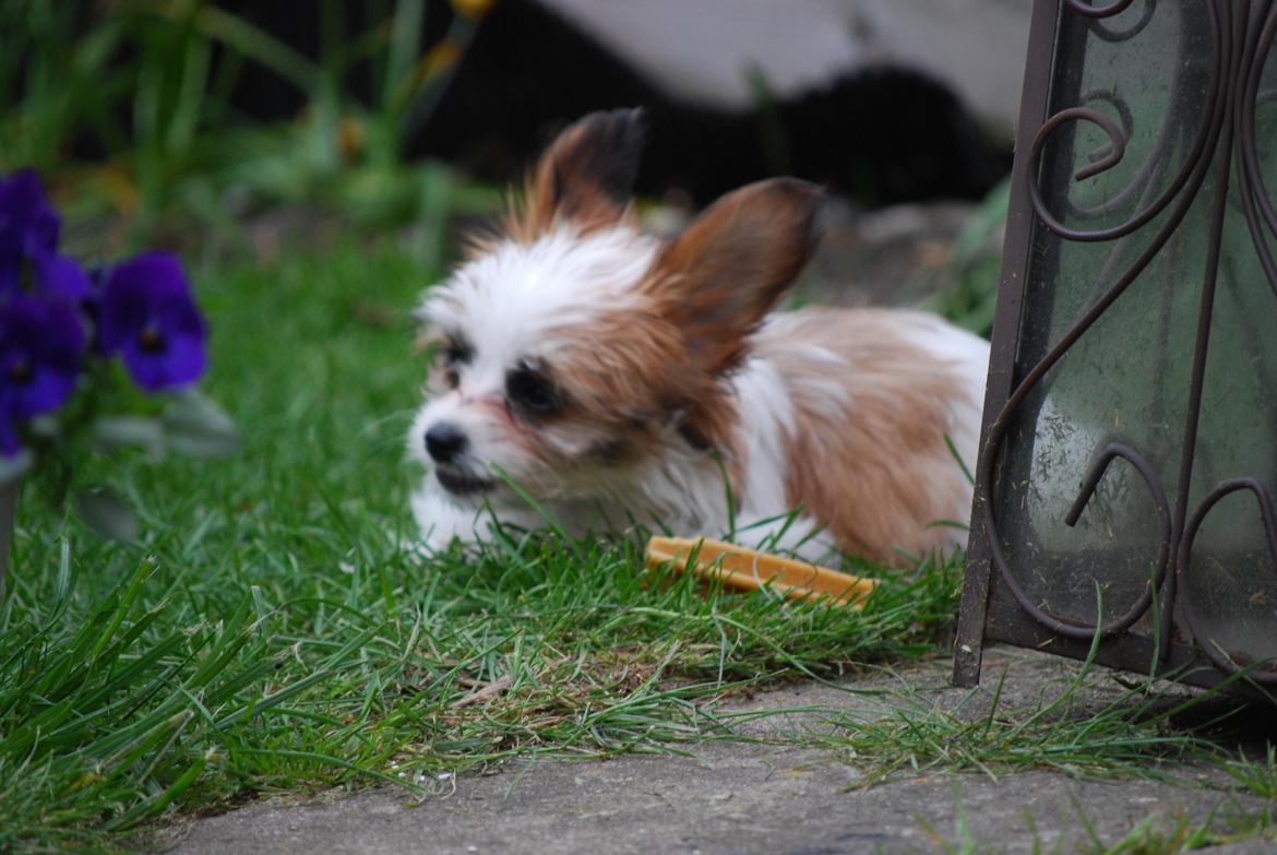 Blanding af racer Bella billede 20