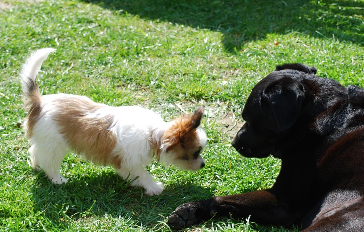 Blanding af racer Bella billede 30