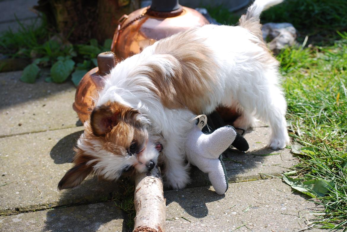 Blanding af racer Bella billede 32