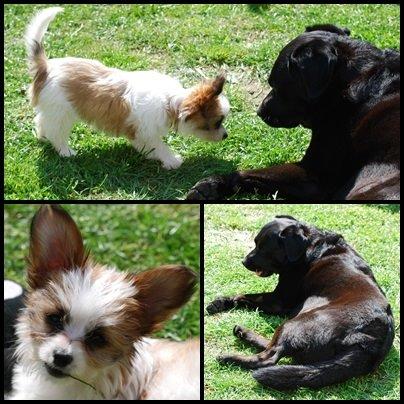 Blanding af racer Bella billede 33