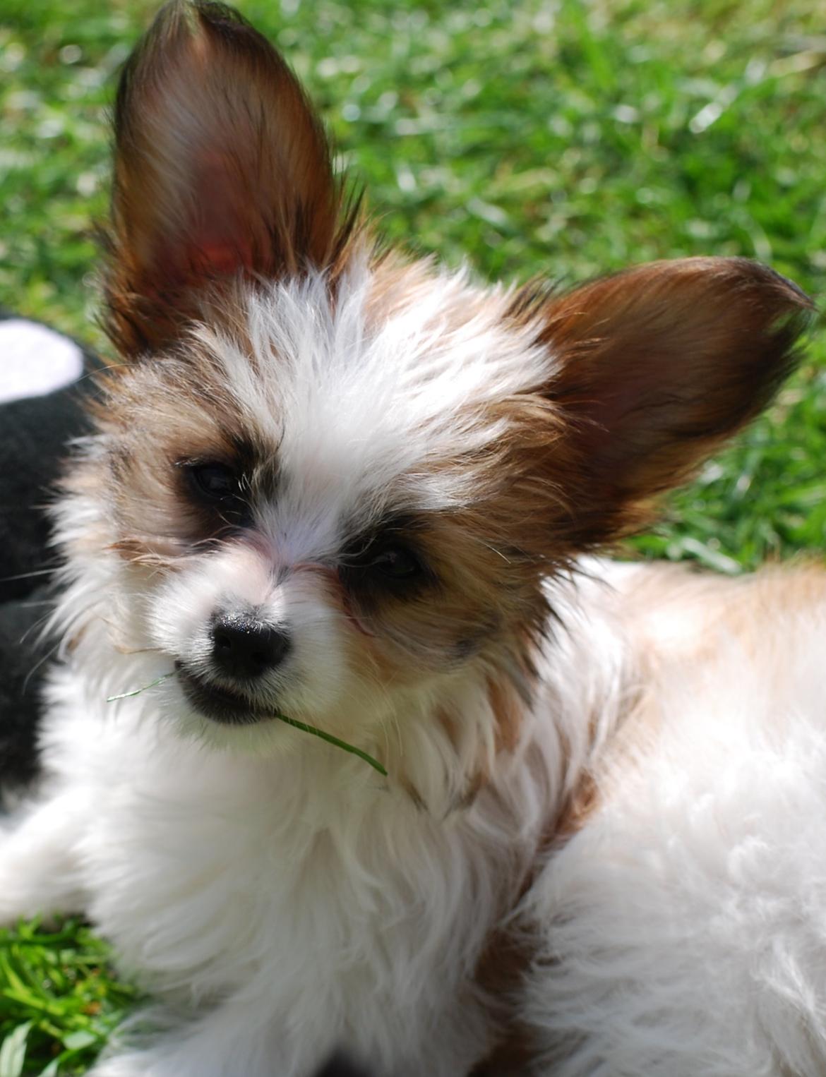 Blanding af racer Bella billede 31