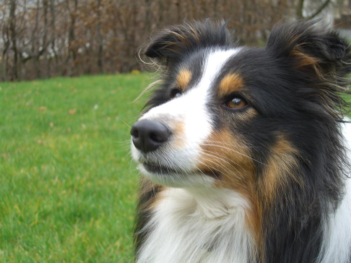 Shetland sheepdog Baloo - Forår 2014 FOTO: Mig billede 3