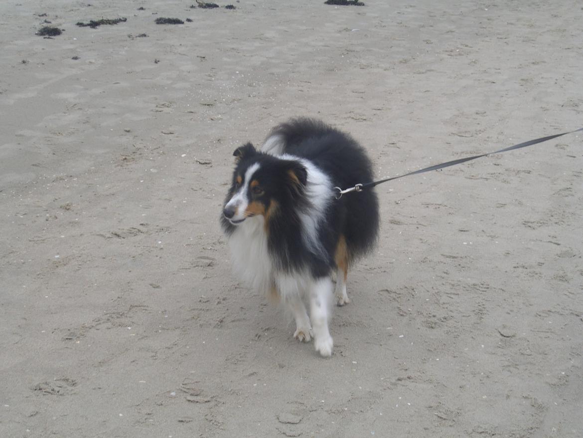 Shetland sheepdog Baloo - Baloo på stranden<3 Tyskland 2013 FOTO: Mig billede 5