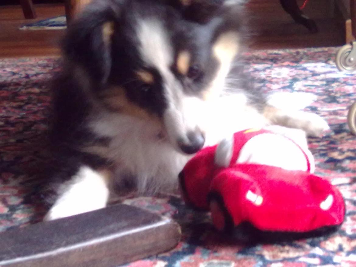 Shetland sheepdog Baloo - Baloo som hvalp, med lynet<3 Jeg savner den tid<3 FOTO: Mormor billede 6