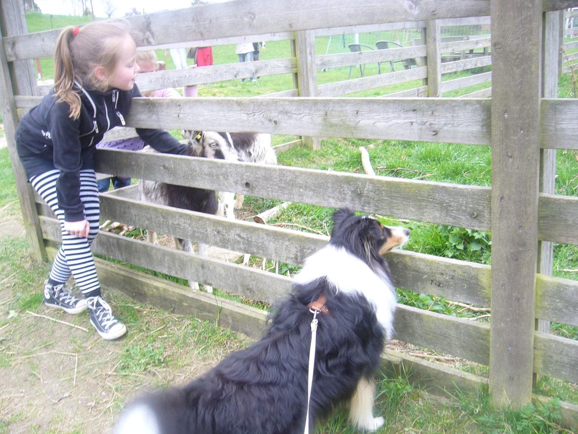 Shetland sheepdog Baloo - Baloo og jeg kigger på gederne. Gilleleje 2012 FOTO: Mormor billede 7
