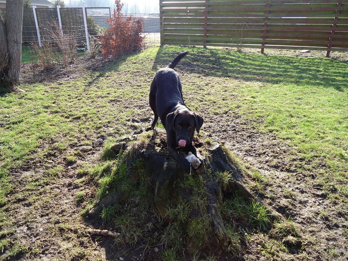 Blanding af racer Grynte billede 2