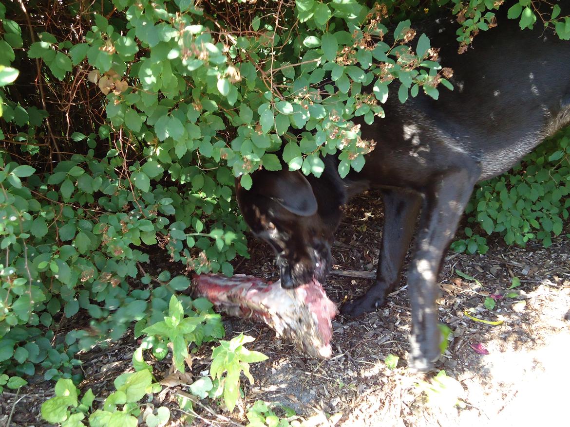 Blanding af racer Grynte billede 3