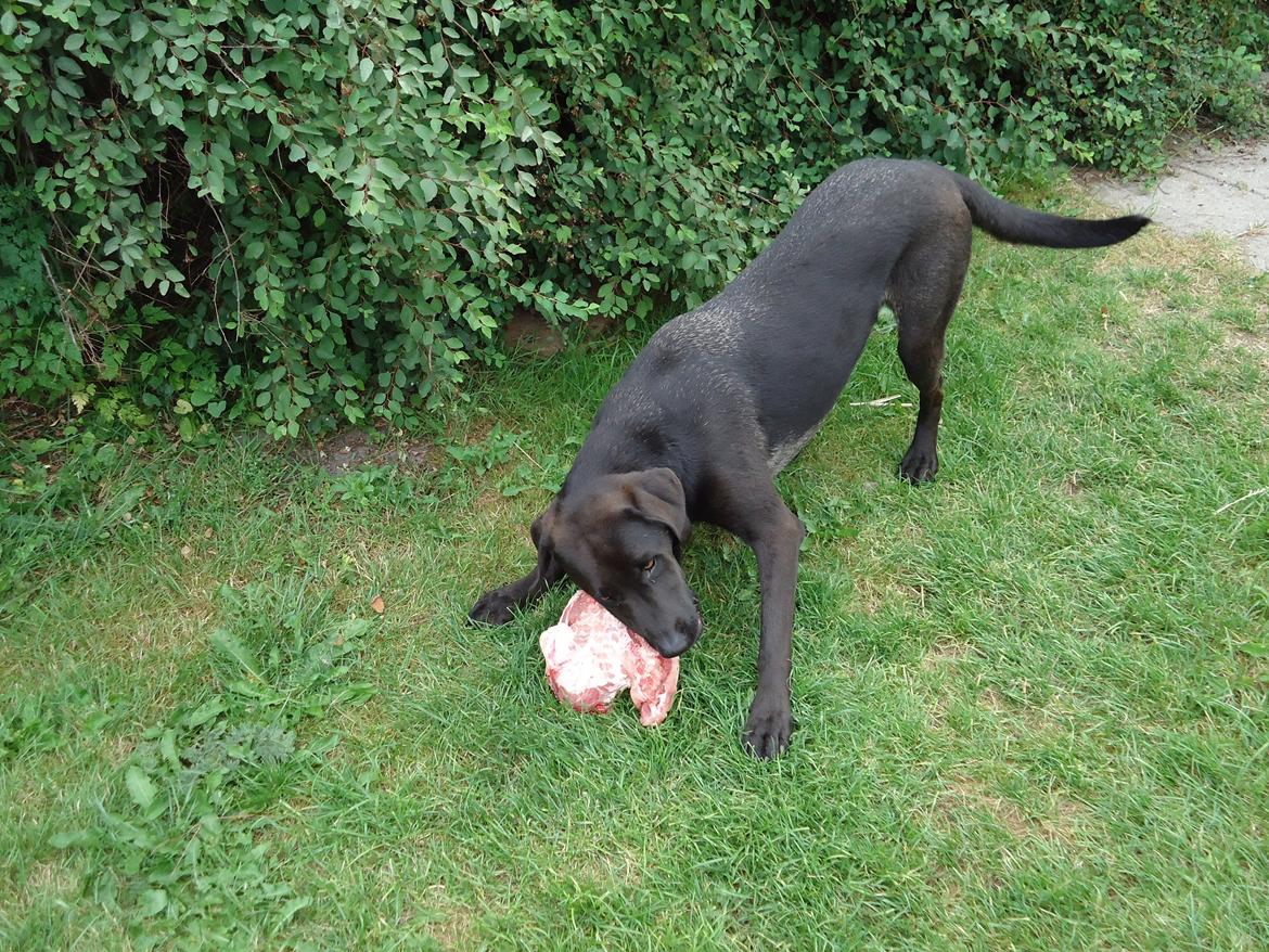 Blanding af racer Grynte billede 4